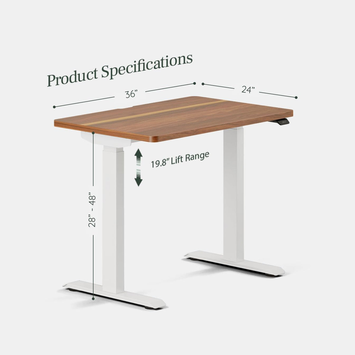 Branch Duo Standing Desk 36 Inches - Adjustable Standing Desk with 20” Range - OLED Control Panel - Frameless Design & Compact Size Suitable for Many Spaces - White Base - Walnut Top