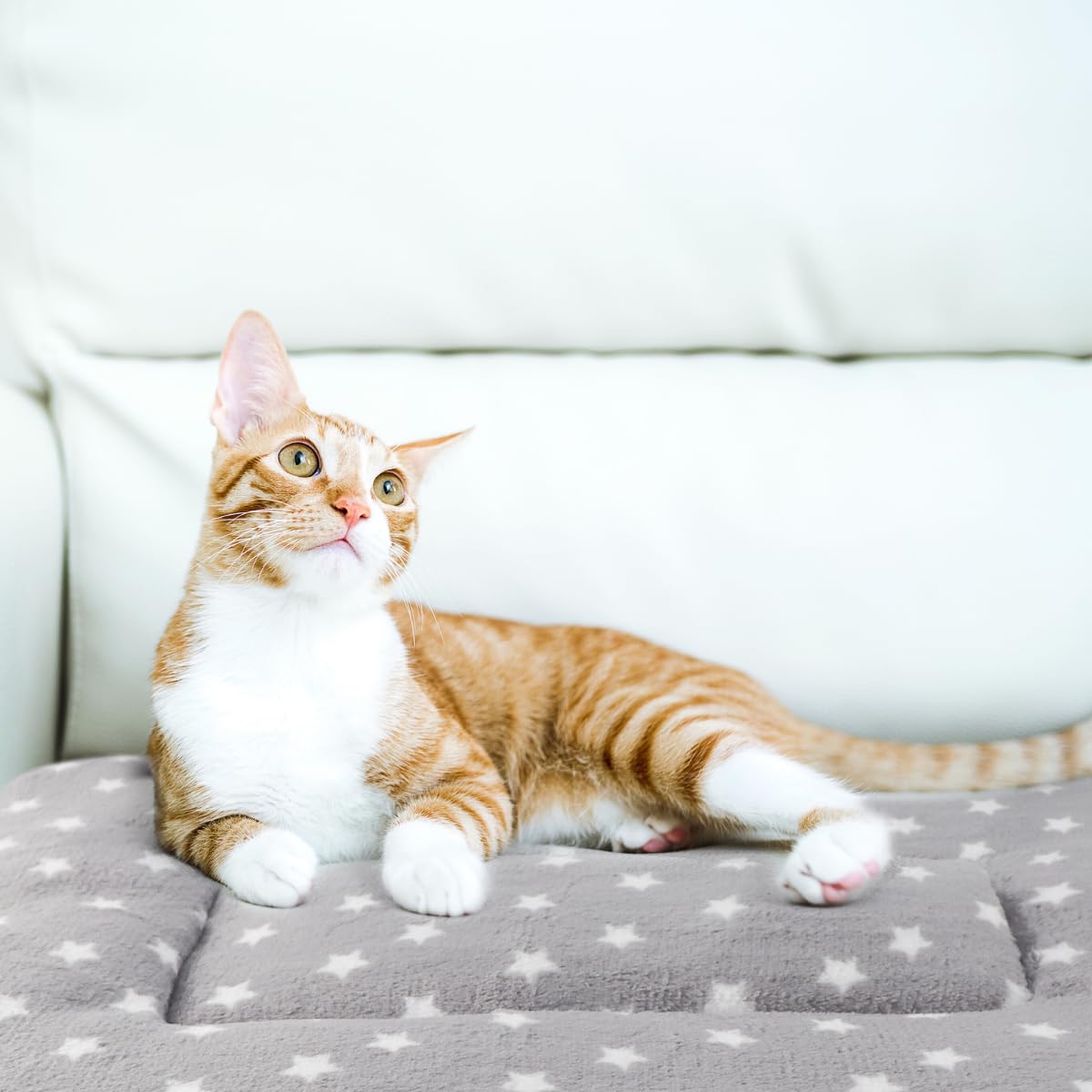 Tierecare 2 Pack Cat Blanket for Indoor Cats Ultra Soft and Warm Calming Cat Bed Fleece Pet Mat for Anxiety and Stress Washable Kitten Blanket
