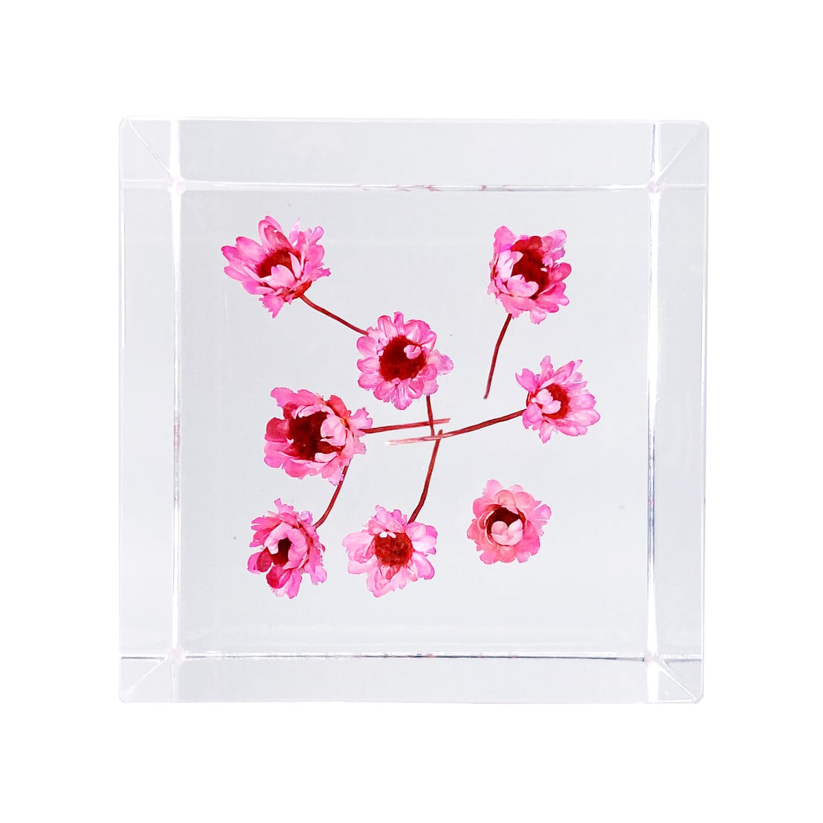 Bon Cube Acrylic Cube Paperweight with Decorative 3D Preserved Flowers, 1.97'' Cube 7.0 oz, Pink Real Starflowers (Resembles Daisy), Aesthetic Desk Shelf Decor and Good Luck Gift for Her