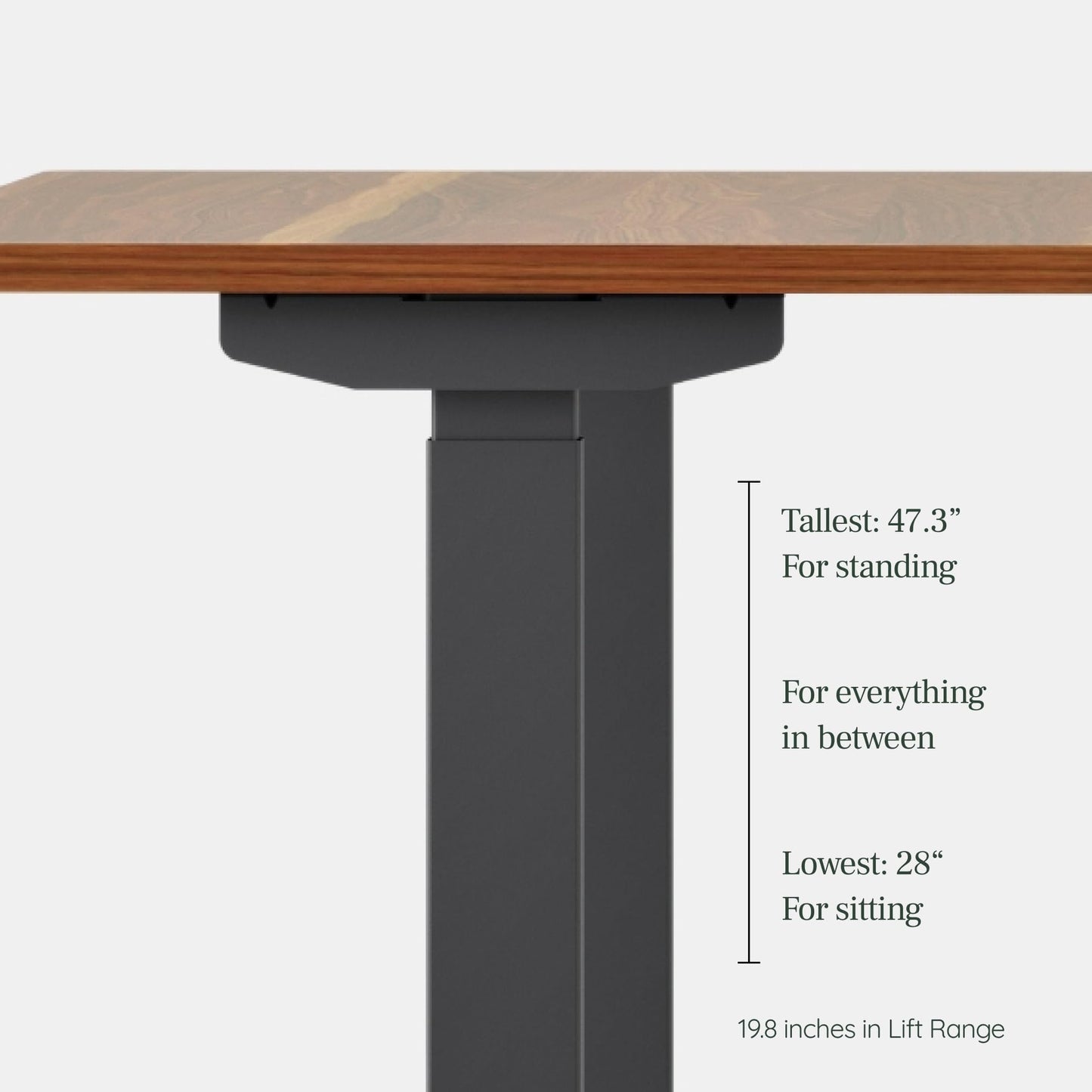 Branch Duo Standing Desk 36 Inches - Adjustable Standing Desk with 20” Range - OLED Control Panel - Frameless Design & Compact Size Suitable for Many Spaces - White Base - Walnut Top