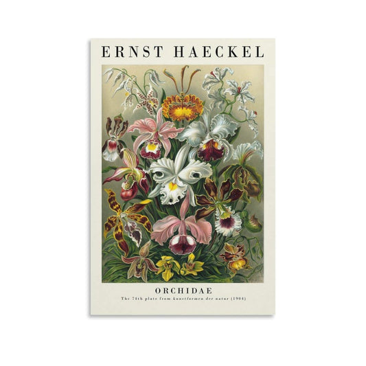 Ernst Haeckel Orchids Canvas Printing Wall Art Prints Wall Decor Posters Vintage Botanical Orchid Illustration Floral Nature Scandinavian Bohemian Living Room Bedroom Office Gift 12x18inch(30x45cm)