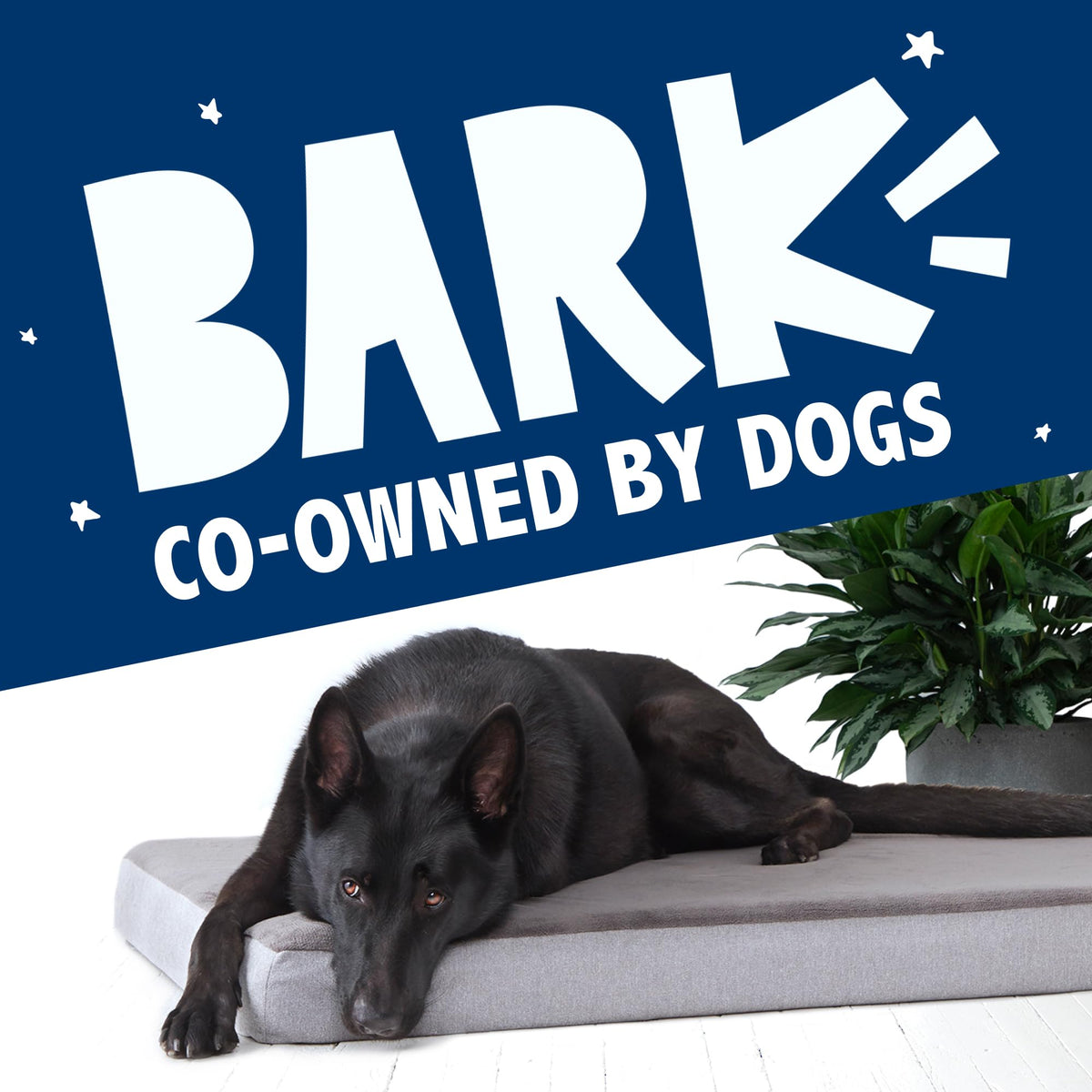Barkbox Orthopedic Dog Bed with Memory Foam, Premium Comfort for Dogs and Puppies, Large Sized Dog Bed for Joint Relief and Restful Sleep, Durable and Easy to Clean - Grey, Large
