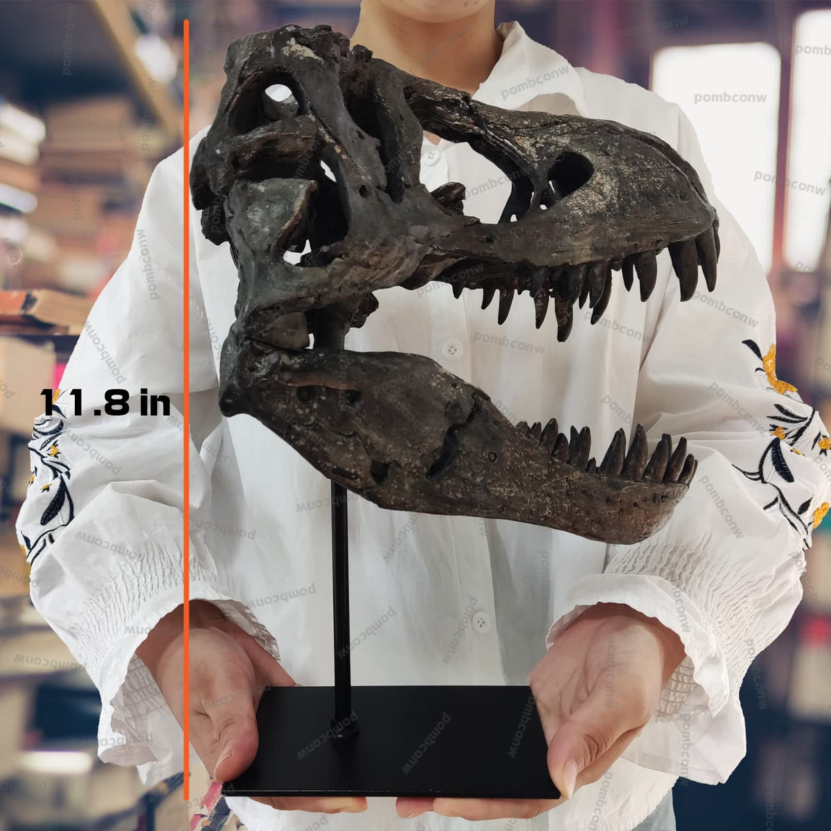 pombconw T Rex Skull, Dinosaur Statue Resin Dinosaur Skull Fossil Replica Skeleton Sculptures,Decorative Ornaments for Office Desktop Cabinets Home Kids Adults