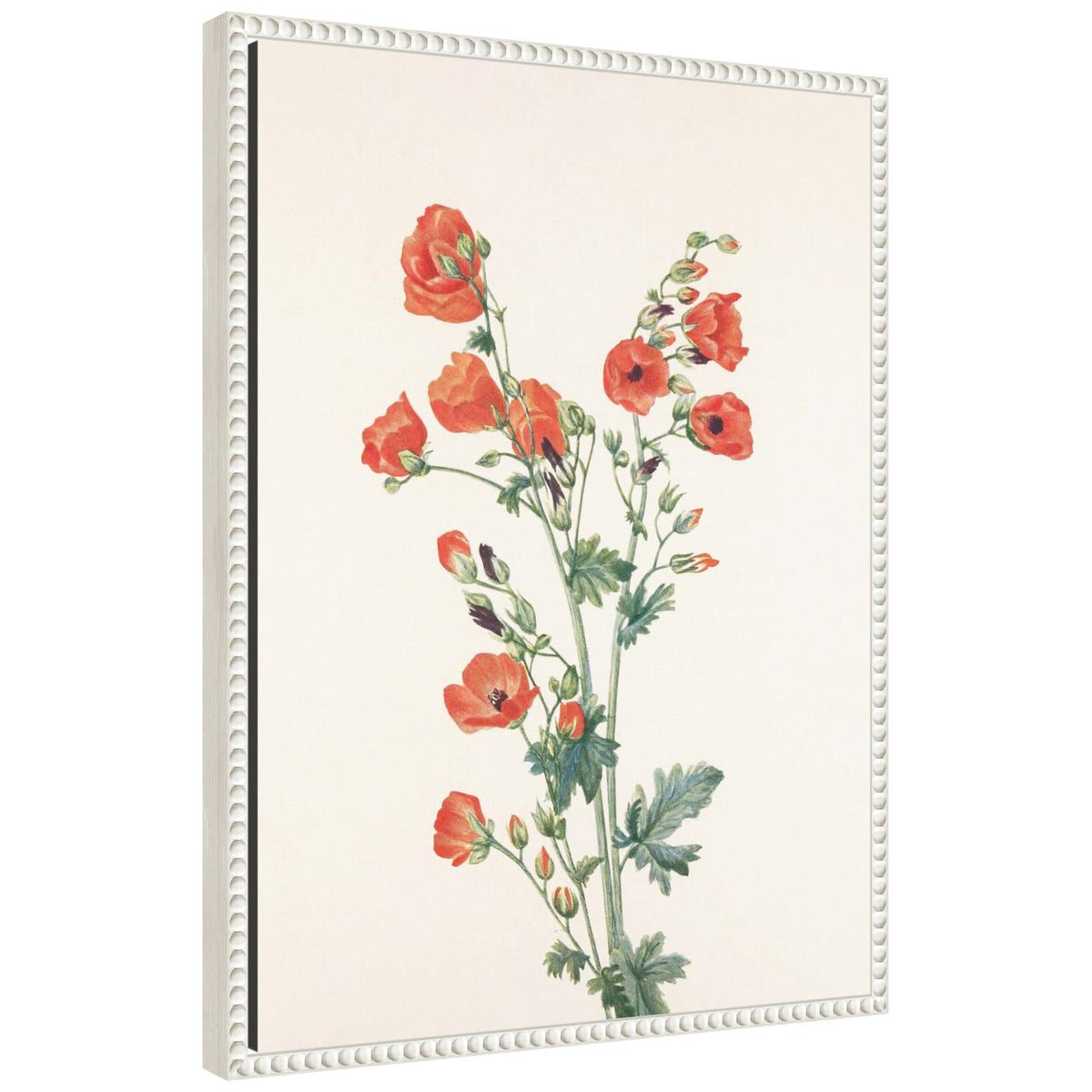 Amanti Art Framed Canvas Wall Art 24x18 Scarlet Globe Mallow (1925) Framed Wall Art Canvas, Flowers Artwork, Traditional Decor, Medium Poster for Living Room, Bedroom, Bathroom, Kitchen, Office
