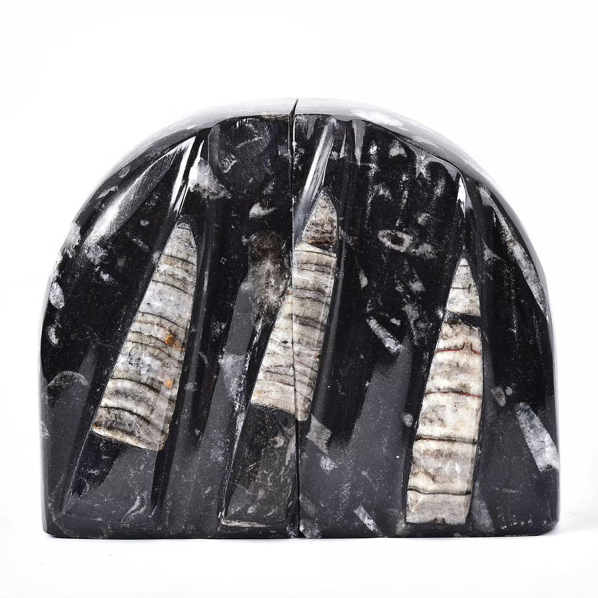 VIZYTOU Orthoceras Fossil Bookend Heavy Duty Stone Book End Decorative Book Holder 4-5 Pounds