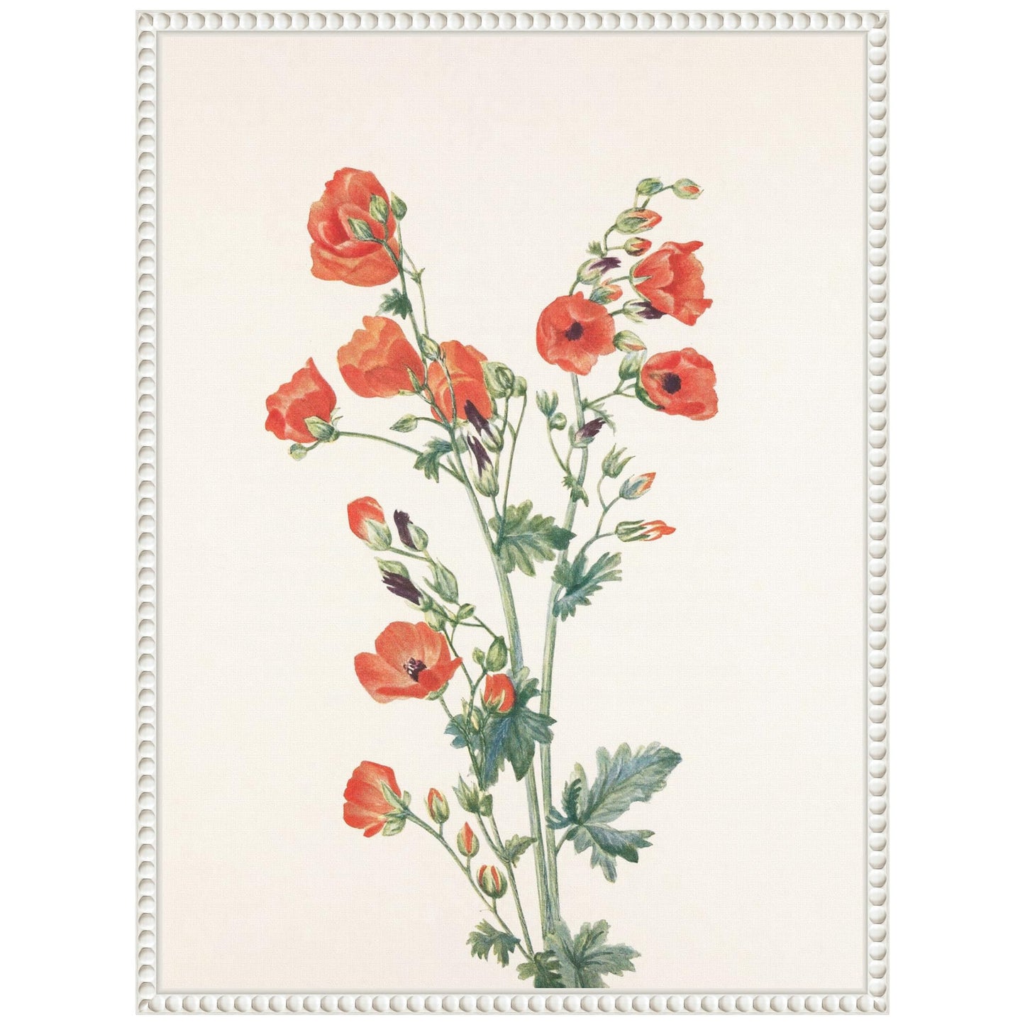 Amanti Art Framed Canvas Wall Art 24x18 Scarlet Globe Mallow (1925) Framed Wall Art Canvas, Flowers Artwork, Traditional Decor, Medium Poster for Living Room, Bedroom, Bathroom, Kitchen, Office