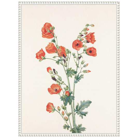 Amanti Art Framed Canvas Wall Art 24x18 Scarlet Globe Mallow (1925) Framed Wall Art Canvas, Flowers Artwork, Traditional Decor, Medium Poster for Living Room, Bedroom, Bathroom, Kitchen, Office