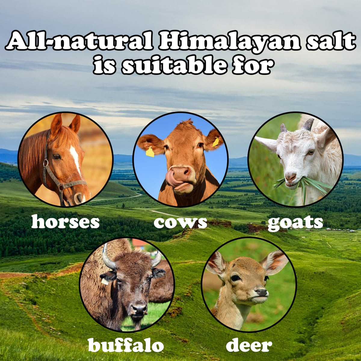 MUYG Animal Salt Lick Block on Rope for Horses,Deer,Cattle,Sheep Livestock Natural Organic Mineral Intake Long Lasting Himalayan Deer Salt Block(1 Pcs,2.4-3.3 lbs)