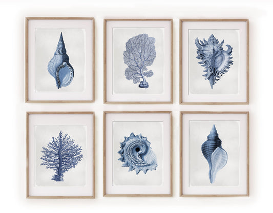 Vintage Shell Prints, Beach House Art, Coastal Art, Prints and Canvas, Coral Print, Illustration, Navy, Indigo, UNFRAMED