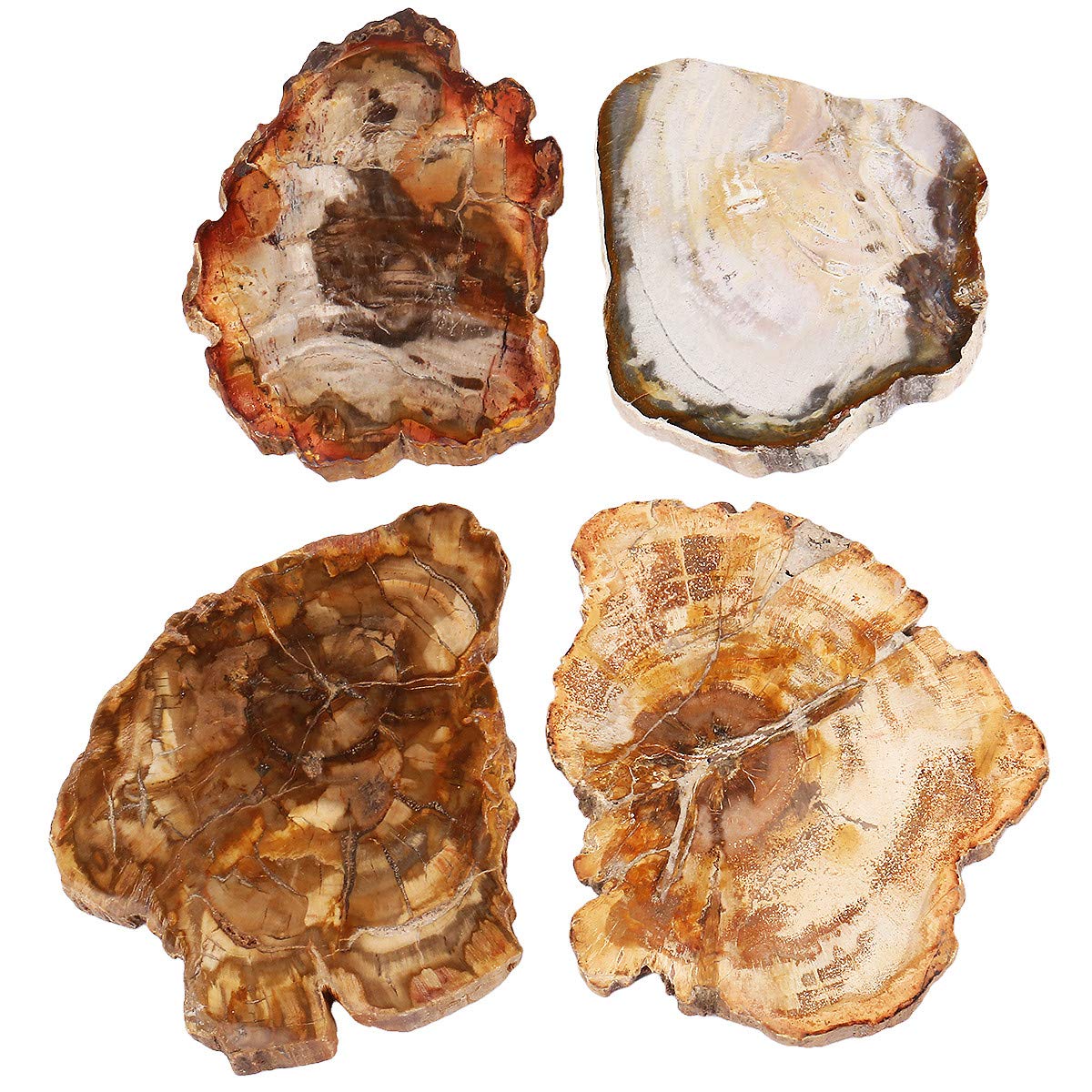 mookaitedecor Natural Petrified Wood Slab Stone Tree Specimen Slice for Reiki Healing Home Decoration Irregular Shape 3.3-4.7 Inch
