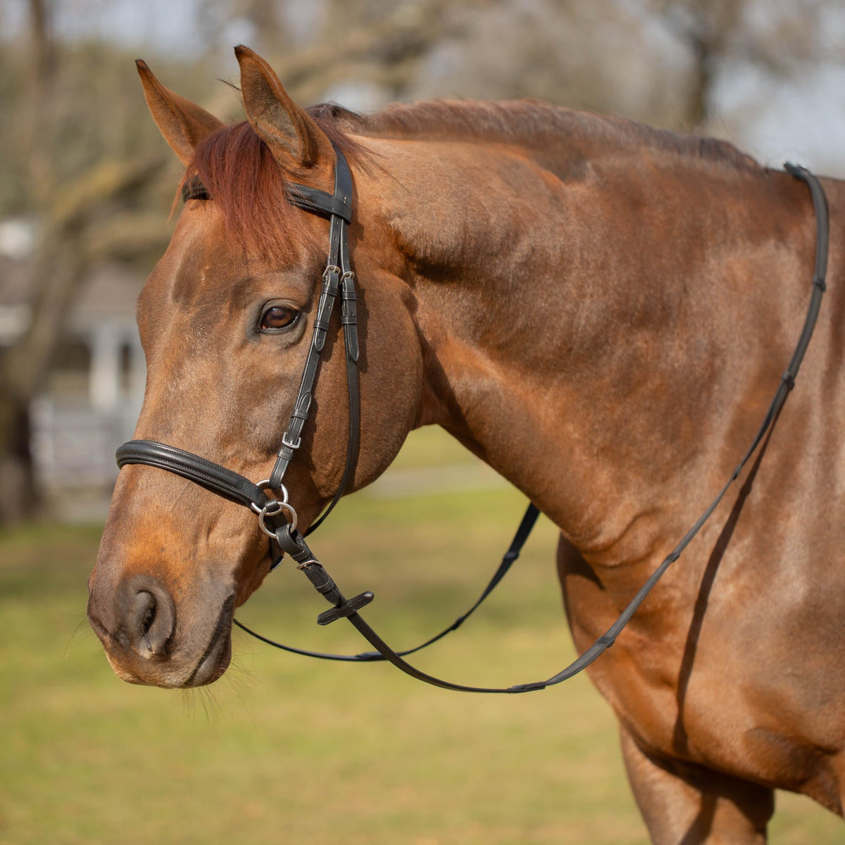 Equinavia Saga Cross-Under English Bitless Bridle for Horses | Reins Included - Black - Cob