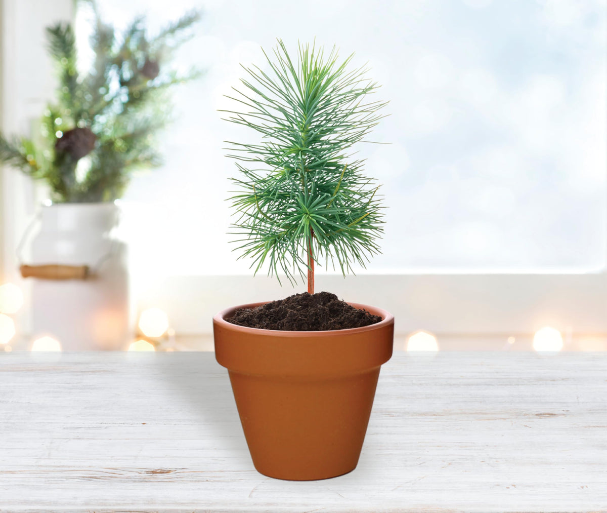 BUZZY Seeds Holiday Mini Spruce Kit 12-Pack – Terracotta Pots with Bear, Penguin, and Snowman Designs, All-in-One Tree Seed Starter Set, Stocking Stuffer, Party Favor