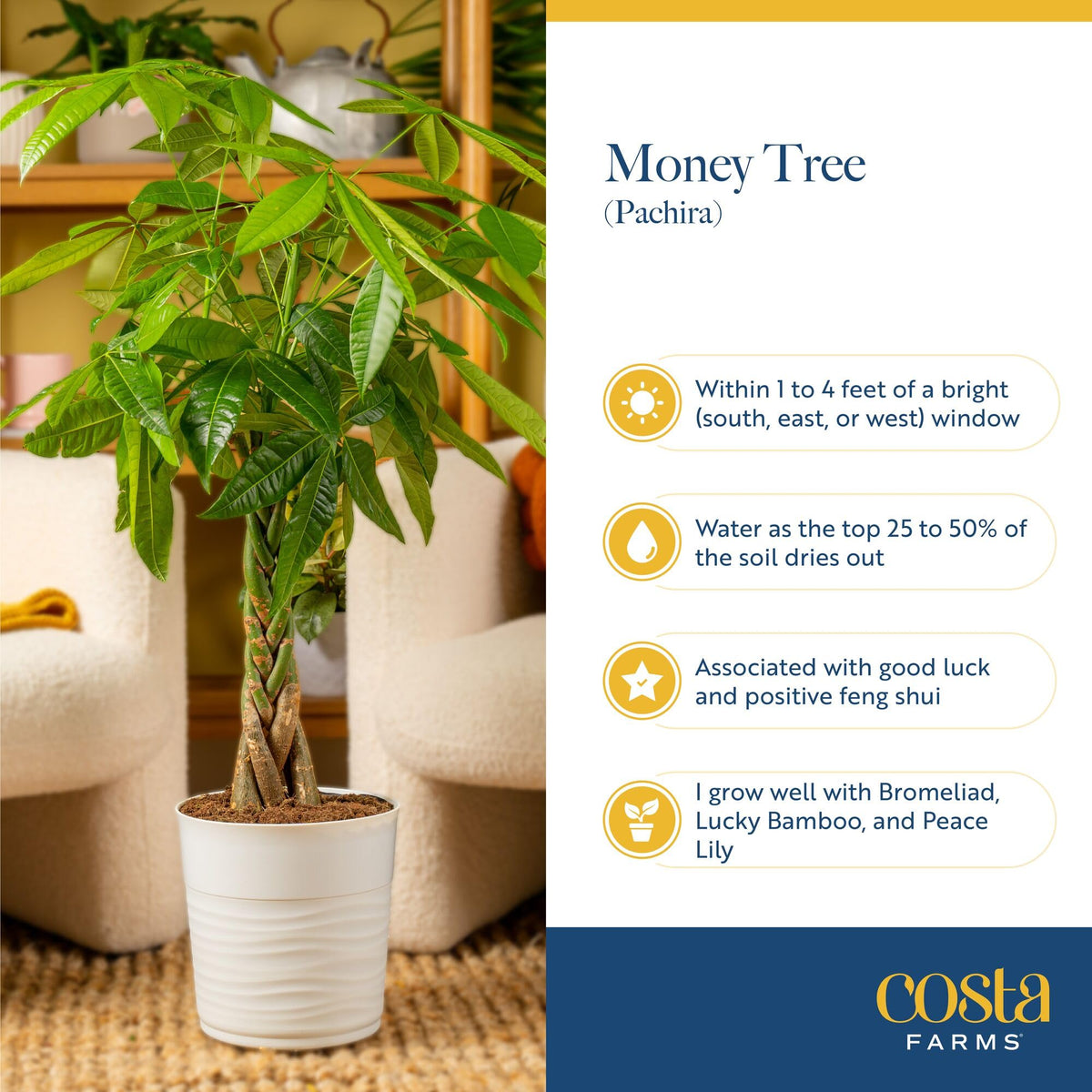 Costa Farms Money Tree (Pachira Aquatica) Live Indoor Bonsai-Style Plant, 12-16 Inches Tall, Braided Trunk Houseplant in Decorative Pot, Easy Care Pet-Friendly Decor